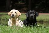 LABRADOR 412